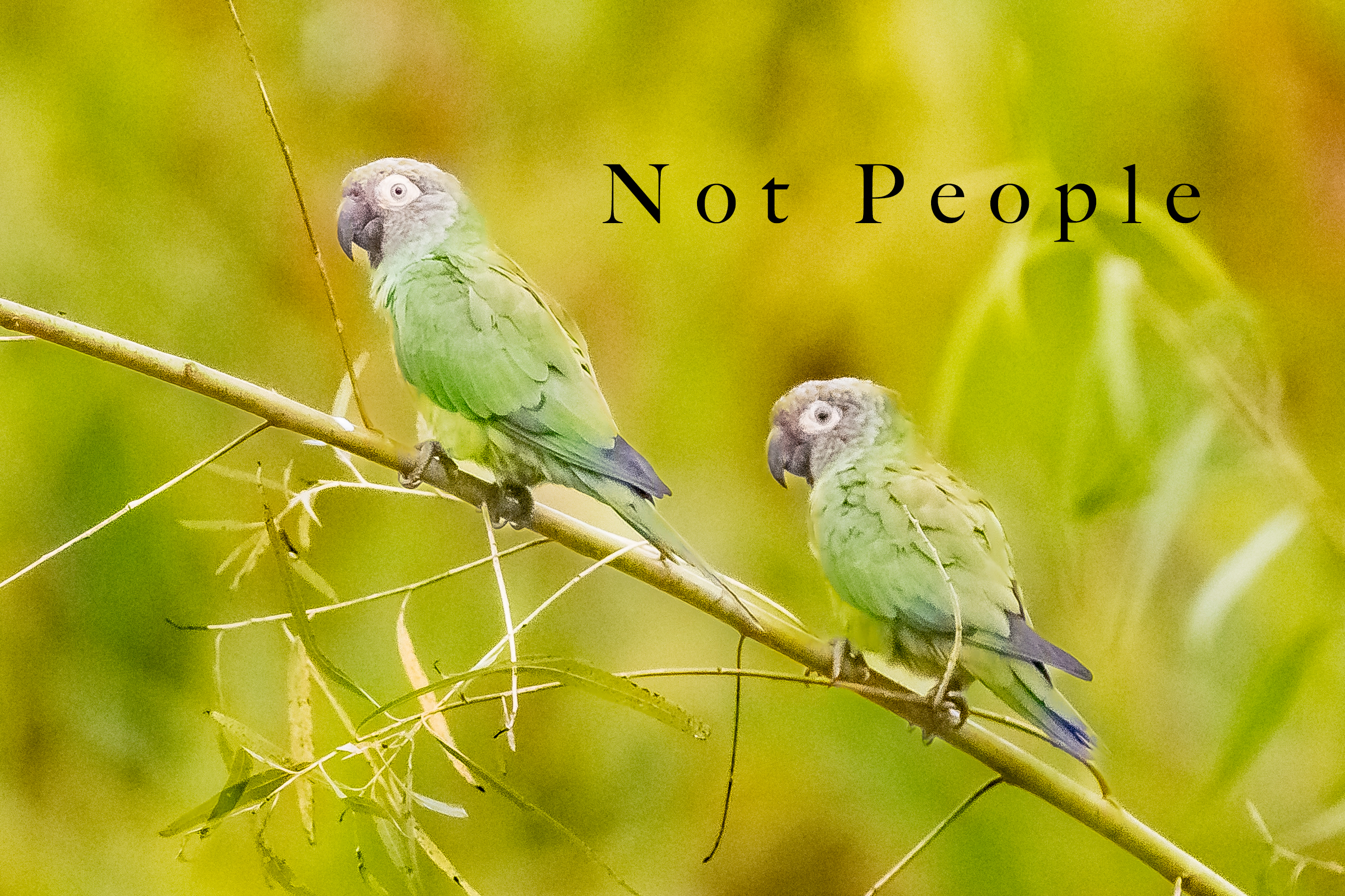 not_people